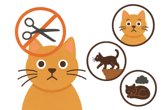 Katzen Schnurrhaare Warum man sie nicht schneiden darf