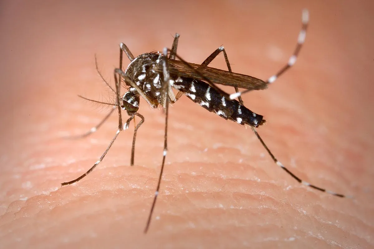 Neuer Ausbruch des Chikungunya-Virus in China – was bekannt ist und welche Risiken bestehen