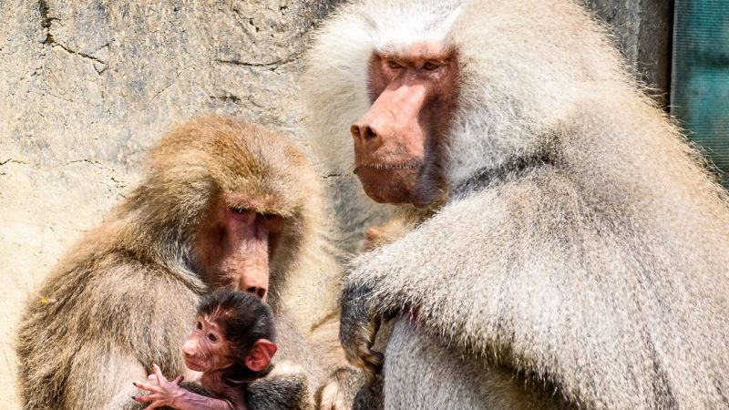 Skandal im deutschen Zoo Paviane wegen Futtermangel an Raubtiere verfüttert