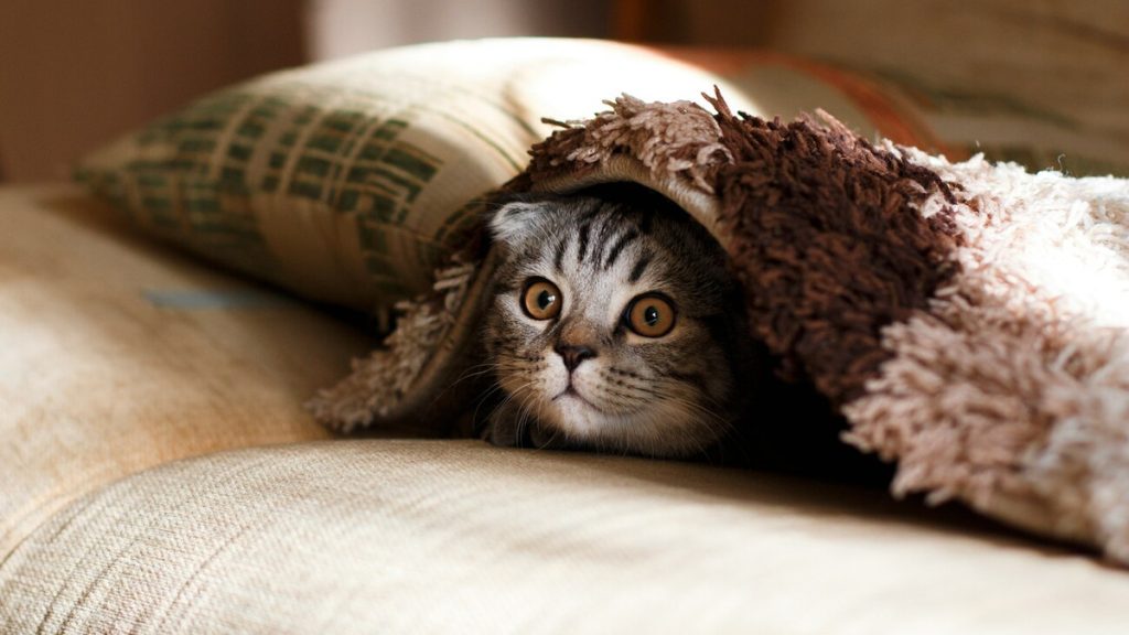 Geheimnisvolle Welt der Katzen: Kultur, Gesundheit, Fakten