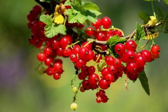 Johannisbeeren Rote Flecken erkennen und richtig behandeln