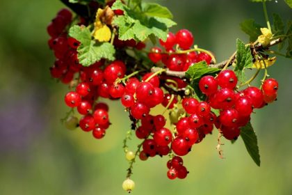 Johannisbeeren Rote Flecken erkennen und richtig behandeln
