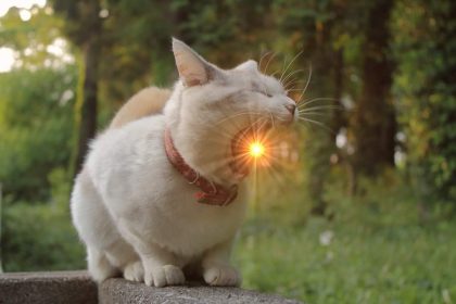 Katzen Symbole, Gesundheit und faszinierende Fakten