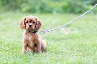 Polen verbietet das Anketten von Hunden