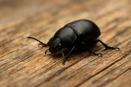 Traumdeutung Käfer: Was bedeutet es, wenn Sie von Käfern träumen? Entdecken Sie die symbolische und psychologische Bedeutung dieses Traums.