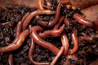 Was bedeutet es, wenn ein Wurm im Traum erscheint