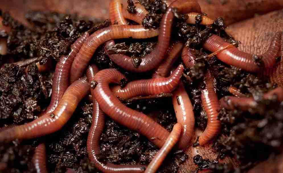 Was bedeutet es, wenn ein Wurm im Traum erscheint