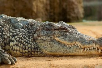 Krokodil im Traum: Was Ihr Unterbewusstsein Ihnen sagen will