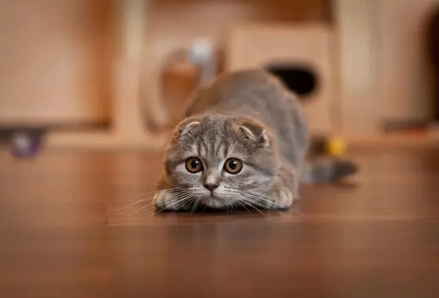 Warum die Niederlande ab dem 1. Januar 2026 haarlose Sphynx-Katzen und Scottish-Fold-Katzen verbieten – und ob das auch Deutschland betrifft