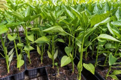 Paprika Setzlinge Deutschland 2026: wann jetzt noch säen und welche Sorten wählen
