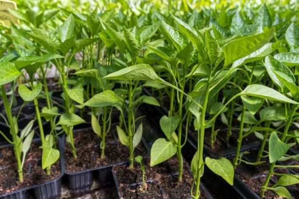 Paprika Setzlinge Deutschland 2026: wann jetzt noch säen und welche Sorten wählen