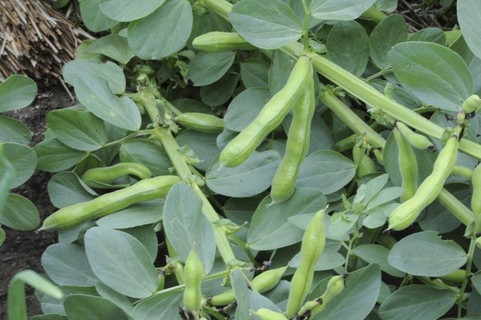 Wann Bohnen säen für gute Ernte? Tipps für Deutschland