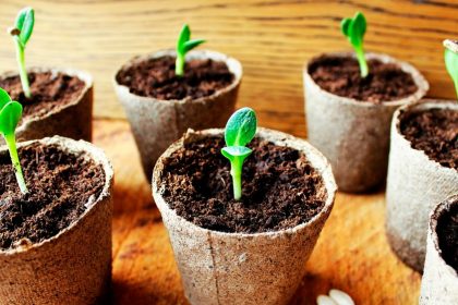 Wann Gurken säen in Deutschland: Zeitplan und Sorten für 2026