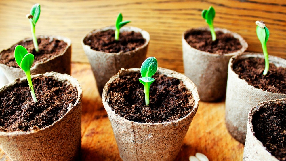 Wann Gurken säen in Deutschland: Zeitplan und Sorten für 2026