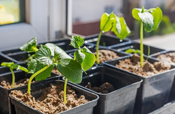 Wann Gurken säen in Deutschland: Zeitplan und Sorten für 2026
