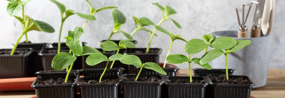 Wann Gurken säen in Deutschland: Zeitplan und Sorten für 2026