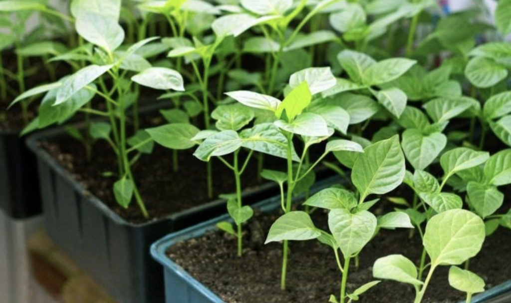 Paprika Setzlinge Deutschland 2026: wann jetzt noch säen und welche Sorten wählen