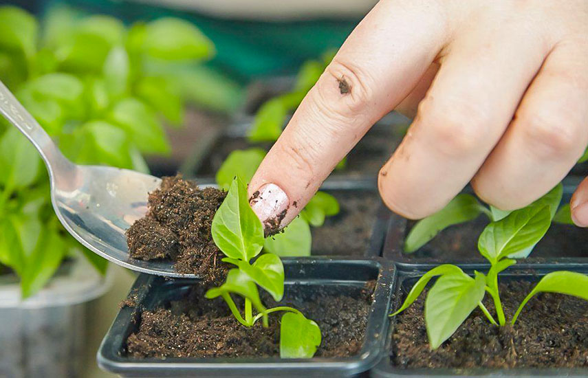 Paprika Setzlinge Deutschland 2026: wann jetzt noch säen und welche Sorten wählen