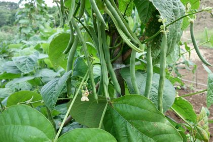 Wann Bohnen säen für gute Ernte? Tipps für Deutschland