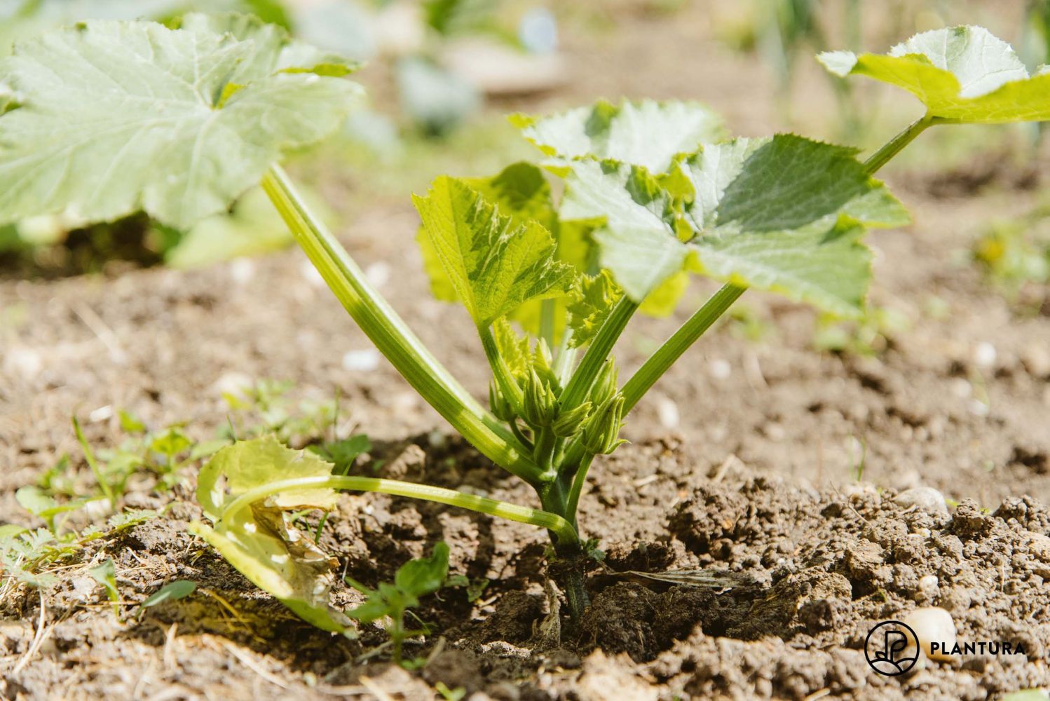 Wann Zucchini in Deutschland 2026 pflanzen: Termine und Tipps