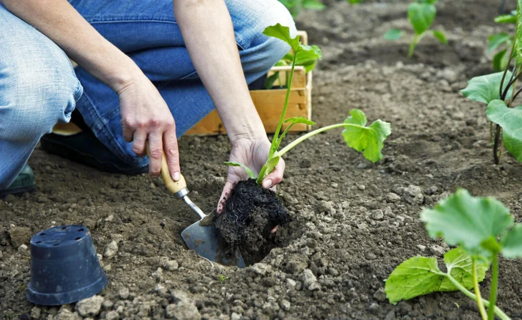 Wann Zucchini in Deutschland 2026 pflanzen: Termine und Tipps