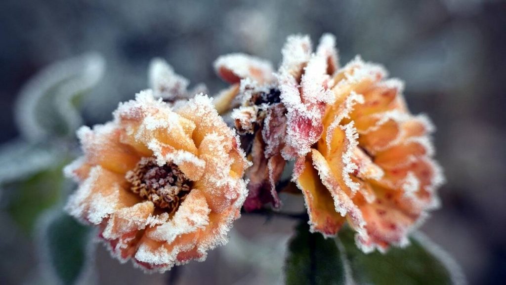 Eisheiligen 2026: Wann kommt der letzte Frost in Deutschland