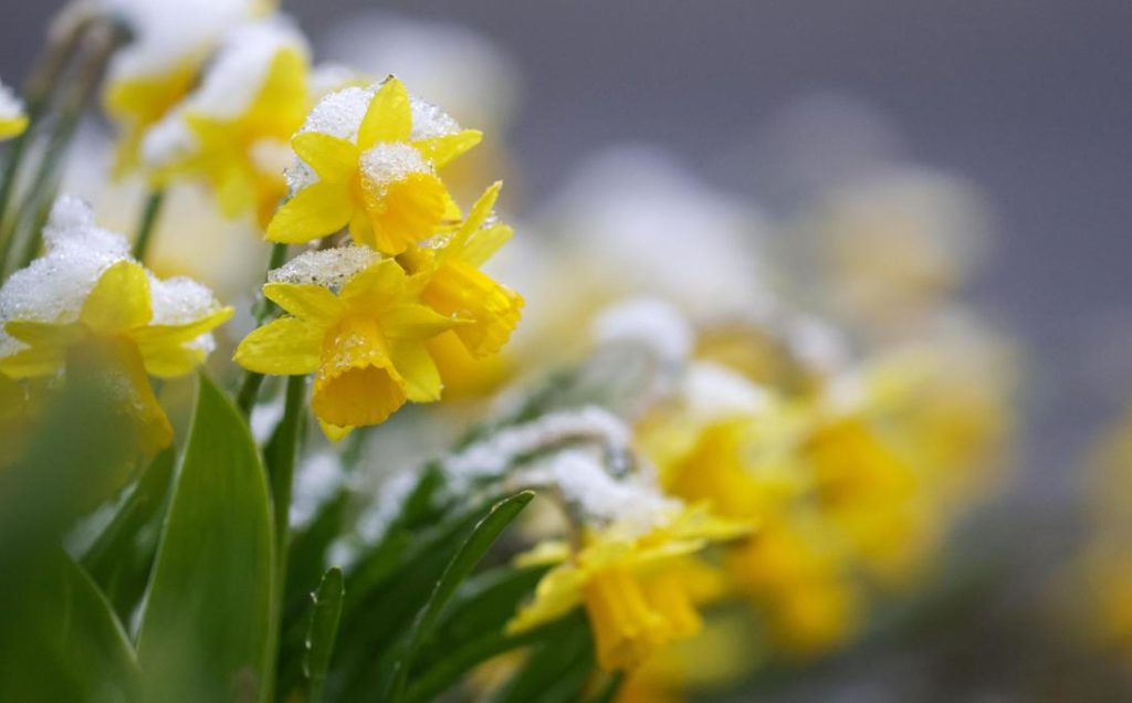 Wetterprognose Ostern Deutschland: Frühling mit Regen und Sonne