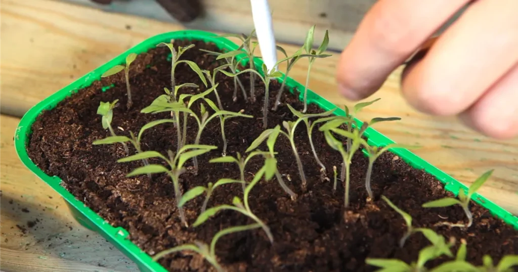 Tomaten pikieren 2026 in Deutschland: wann und wie es richtig geht