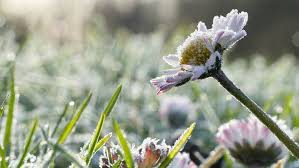 Eisheiligen 2026: Wann kommt der letzte Frost in Deutschland