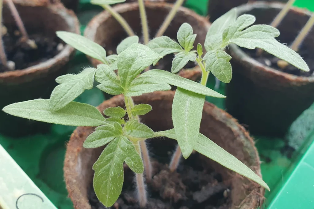 Tomaten pikieren 2026 in Deutschland: wann und wie es richtig geht