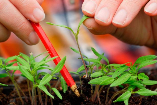 Tomaten pikieren 2026 in Deutschland: wann und wie es richtig geht