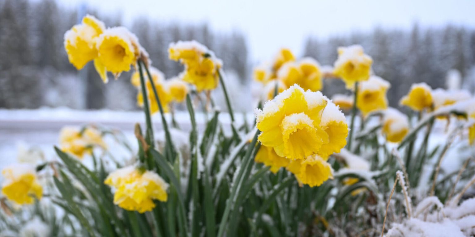 Eisheilige im Mai: Frostgefahr, Termine und Prognose – was bedeutet das Wetter für Deutschland