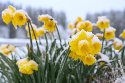 Eisheilige im Mai: Frostgefahr, Termine und Prognose – was bedeutet das Wetter für Deutschland