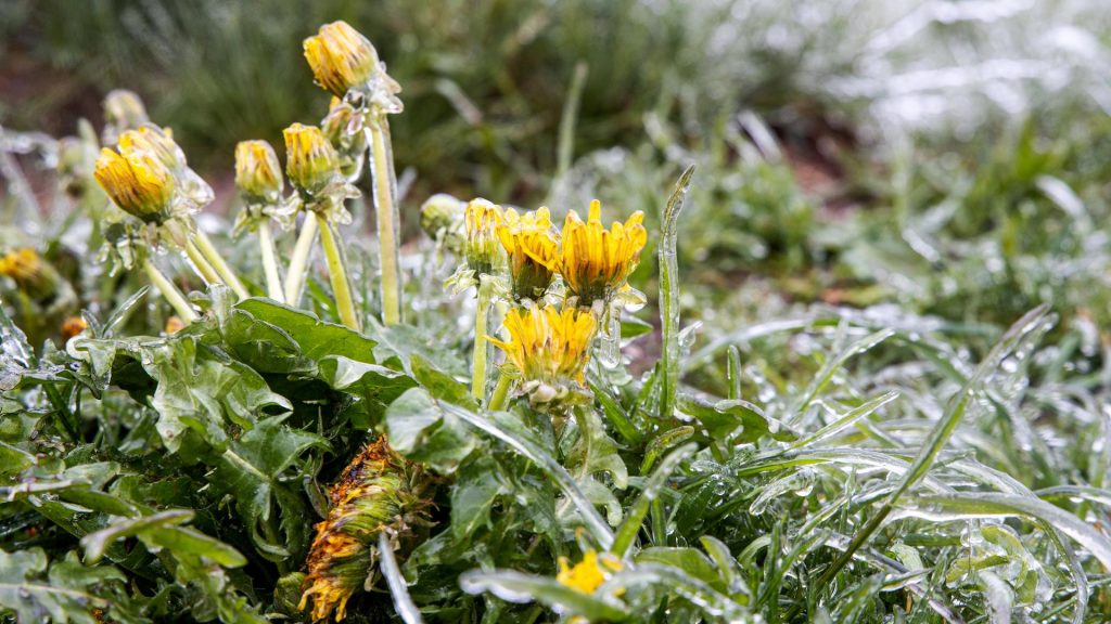 Eisheilige im Mai: Frostgefahr, Termine und Prognose – was bedeutet das Wetter für Deutschland