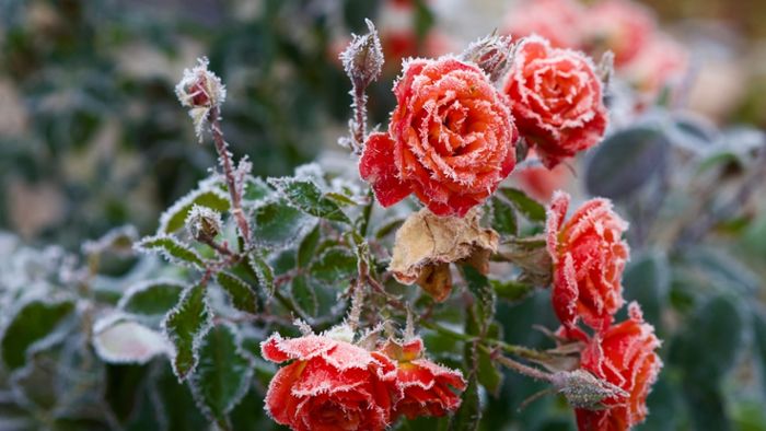 Eisheilige im Mai: Frostgefahr, Termine und Prognose – was bedeutet das Wetter für Deutschland