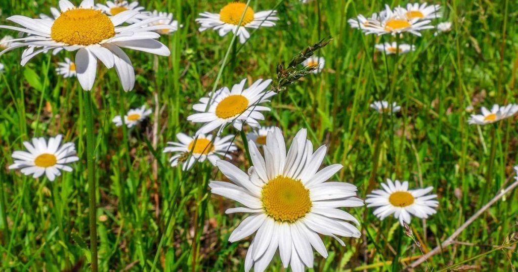 Sommer 2026 in Deutschland: Wetterprognose und Trends