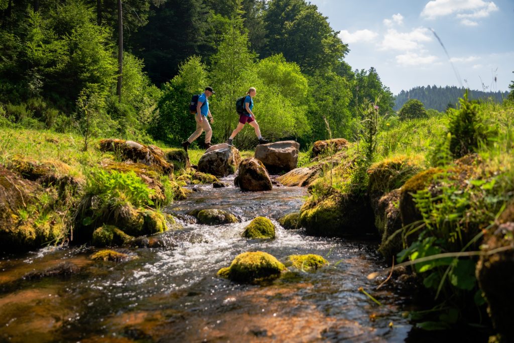 Wandern im Schwarzwald 2026: Top 10 Routen